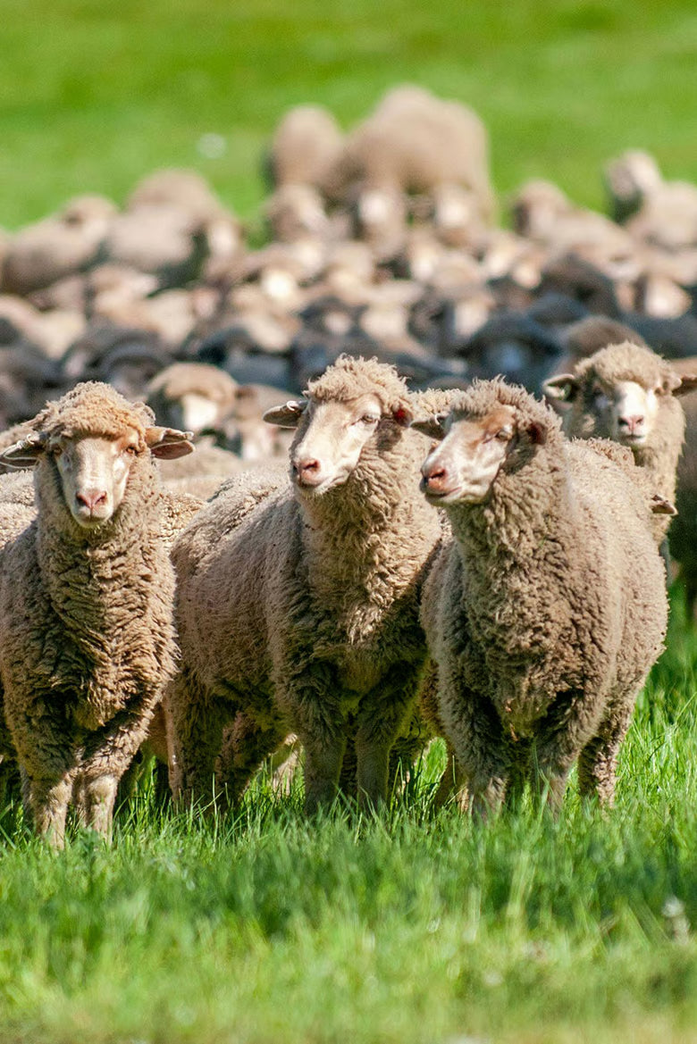 Campaign for Wool