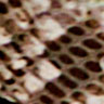 Snake Print