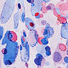 Lucca Print